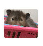 ぽんもぐスタンプ（時々、くぅ☆）（個別スタンプ：21）