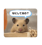 ぽんもぐスタンプ（時々、くぅ☆）（個別スタンプ：28）