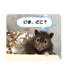 ぽんもぐスタンプ（時々、くぅ☆）（個別スタンプ：29）