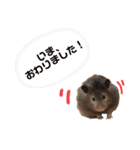 ぽんもぐスタンプ（時々、くぅ☆）（個別スタンプ：35）