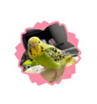 セキセイインコのひなちゃん3（個別スタンプ：1）