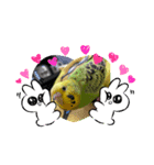 セキセイインコのひなちゃん3（個別スタンプ：3）