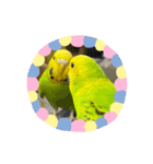 セキセイインコのひなちゃん3（個別スタンプ：6）
