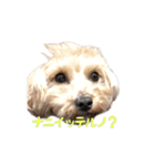 我が家の表情豊かな主スタンプ（個別スタンプ：6）
