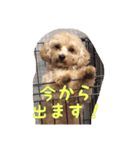 我が家の表情豊かな主スタンプ（個別スタンプ：21）