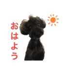 ラッキー・スタンプ 小島家の愛犬（個別スタンプ：1）