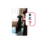 ラッキー・スタンプ 小島家の愛犬（個別スタンプ：7）