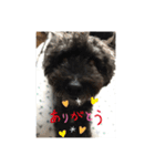 ラッキー・スタンプ 小島家の愛犬（個別スタンプ：8）