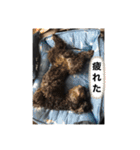 ラッキー・スタンプ 小島家の愛犬（個別スタンプ：13）