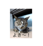 いえねこ 麒麟ちゃん（個別スタンプ：1）