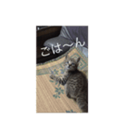 いえねこ 麒麟ちゃん（個別スタンプ：2）