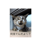 いえねこ 麒麟ちゃん（個別スタンプ：3）