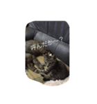 いえねこ 麒麟ちゃん（個別スタンプ：4）