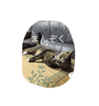 いえねこ 麒麟ちゃん（個別スタンプ：5）