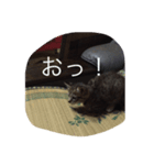 いえねこ 麒麟ちゃん（個別スタンプ：6）