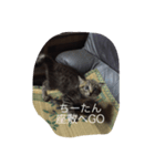いえねこ 麒麟ちゃん（個別スタンプ：8）