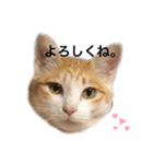 ねこたんで挨拶（個別スタンプ：1）