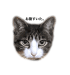ねこたんで挨拶（個別スタンプ：2）