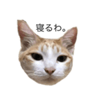 ねこたんで挨拶（個別スタンプ：3）
