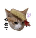 ねこたんで挨拶（個別スタンプ：4）