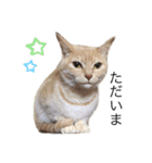 ねこたんで挨拶（個別スタンプ：5）