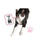ねこたんで挨拶（個別スタンプ：6）