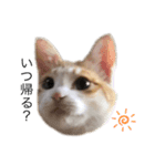 ねこたんで挨拶（個別スタンプ：7）