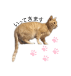 ねこたんで挨拶（個別スタンプ：8）