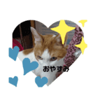 ゆっくりしてるにゃあん（個別スタンプ：1）