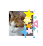 ゆっくりしてるにゃあん（個別スタンプ：6）