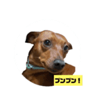 ミニピン君（個別スタンプ：3）