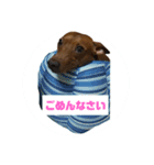 ミニピン君（個別スタンプ：4）