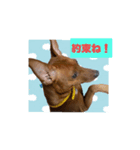 ミニピン君（個別スタンプ：5）