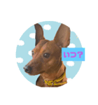 ミニピン君（個別スタンプ：7）