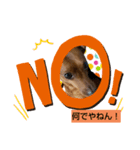 ミニピン君（個別スタンプ：8）
