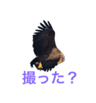 北海道の野鳥スタンプ1 by Flat-out（個別スタンプ：1）
