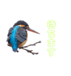 北海道の野鳥スタンプ1 by Flat-out（個別スタンプ：5）