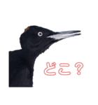 北海道の野鳥スタンプ1 by Flat-out（個別スタンプ：7）