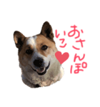ポッケだよ（個別スタンプ：1）