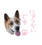 ポッケだよ（個別スタンプ：5）