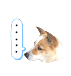 ポッケだよ（個別スタンプ：7）