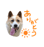 ポッケだよ（個別スタンプ：8）