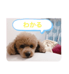 てでぃべあー（個別スタンプ：7）
