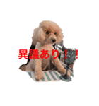 てでぃべあー（個別スタンプ：9）