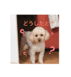 てでぃべあー（個別スタンプ：11）
