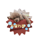 てでぃべあー（個別スタンプ：16）