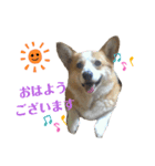 ゆずくっきー（個別スタンプ：1）