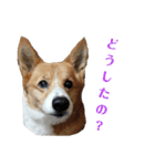 ゆずくっきー（個別スタンプ：9）