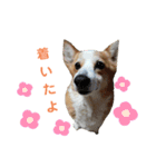 ゆずくっきー（個別スタンプ：11）