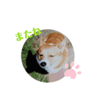 ゆずくっきー（個別スタンプ：17）